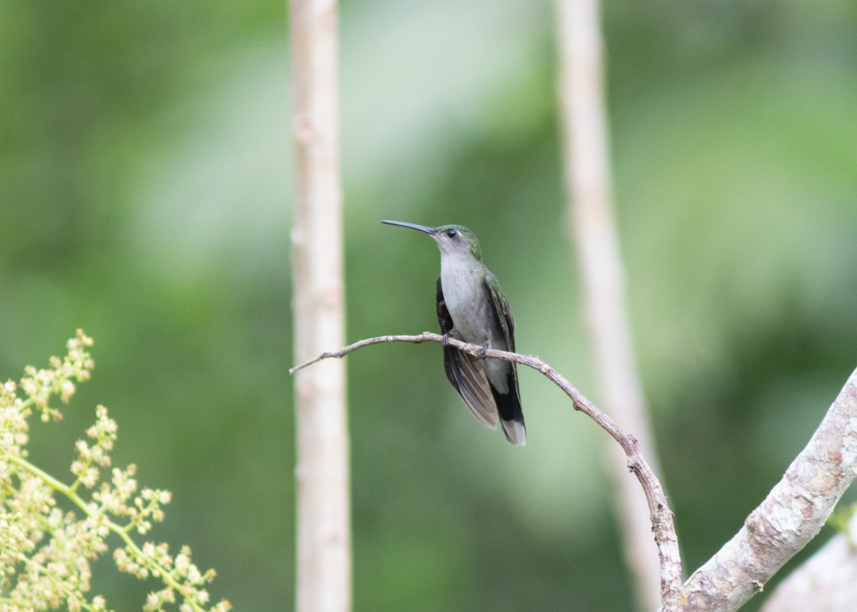 Gray-breasted Sabrewing (obscurus) - ML614711652