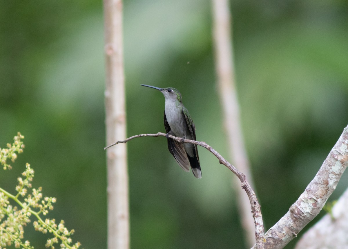 Gray-breasted Sabrewing (obscurus) - ML614711653