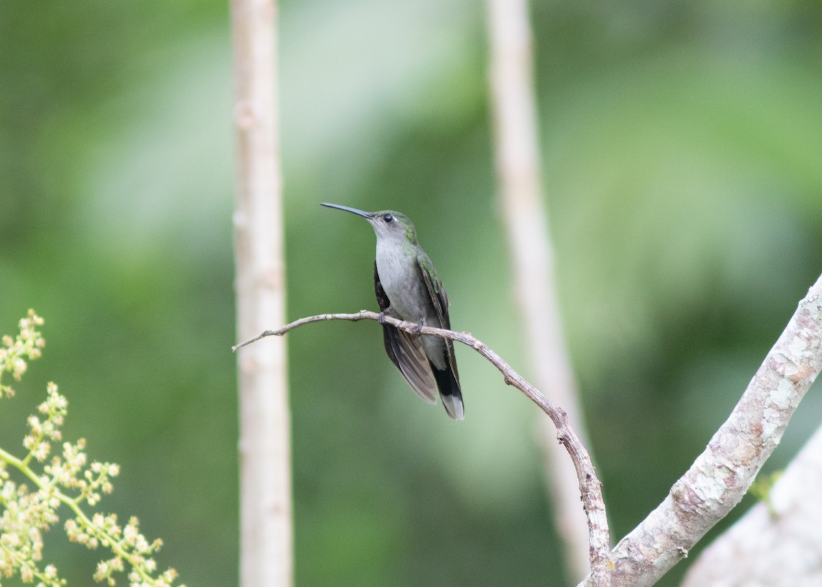 Gray-breasted Sabrewing (obscurus) - ML614711654