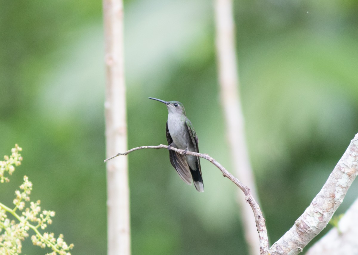 Gray-breasted Sabrewing (obscurus) - ML614711655