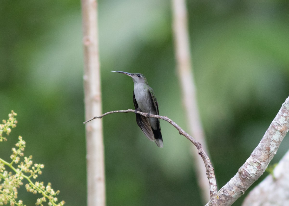 Gray-breasted Sabrewing (obscurus) - Silvia Faustino Linhares