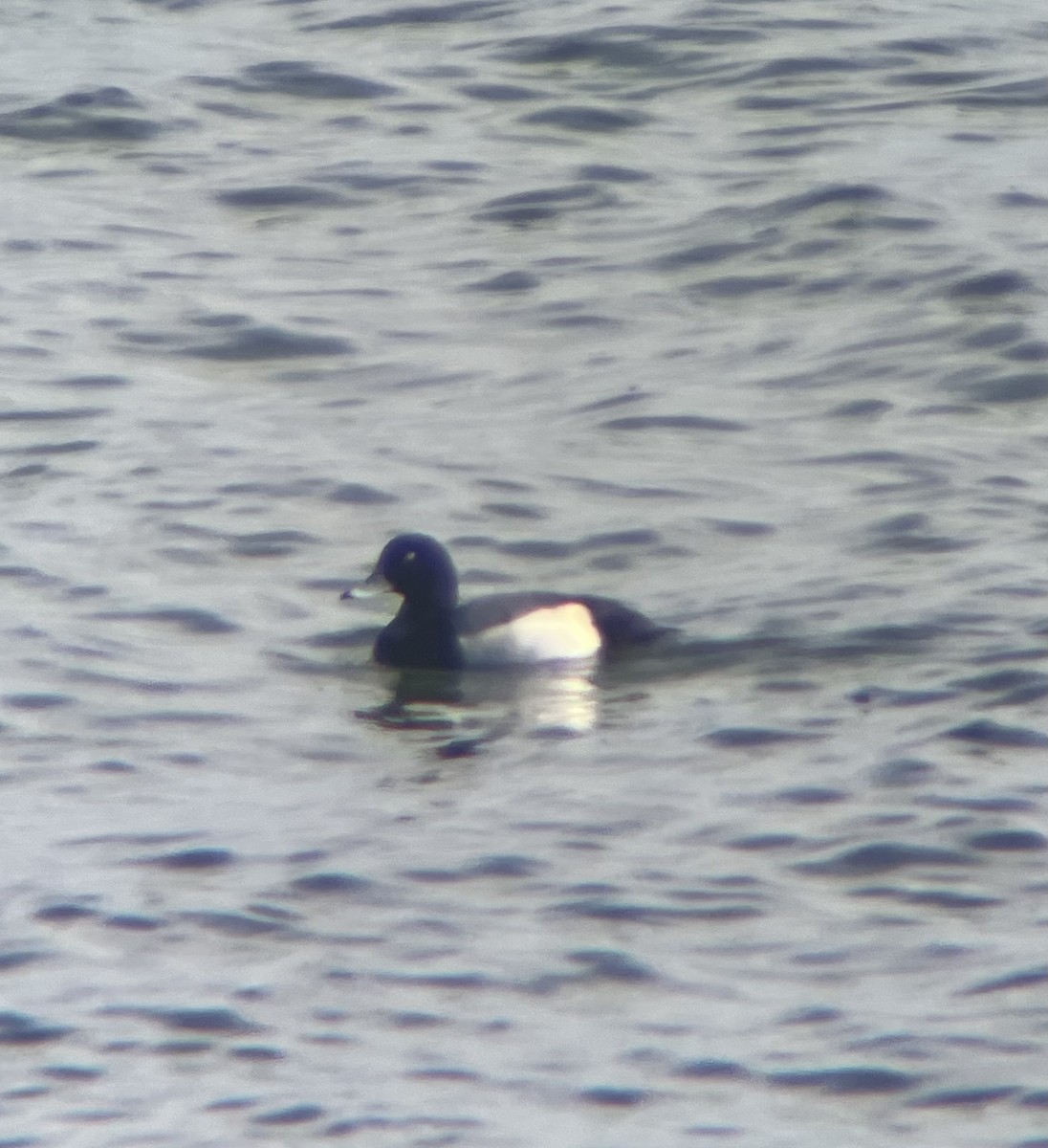 Greater Scaup - Keaton Schneeflock