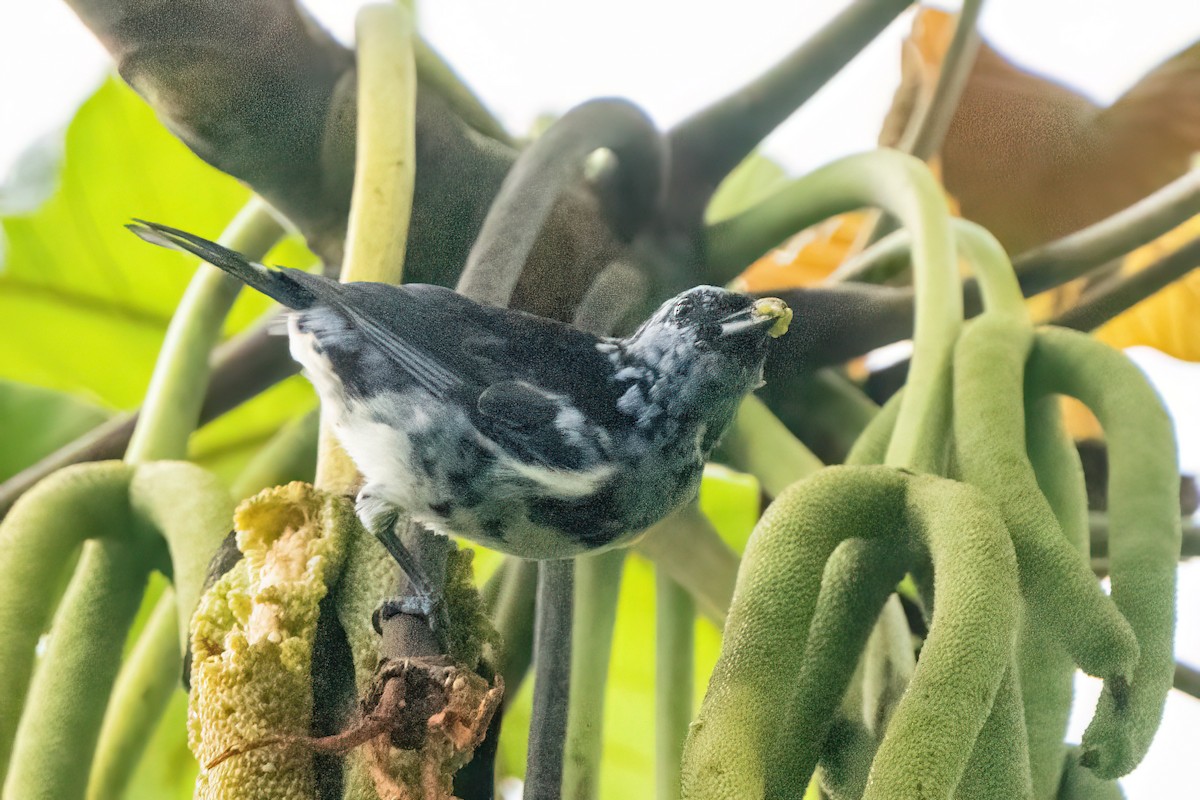 White-bellied Tanager - ML614711663