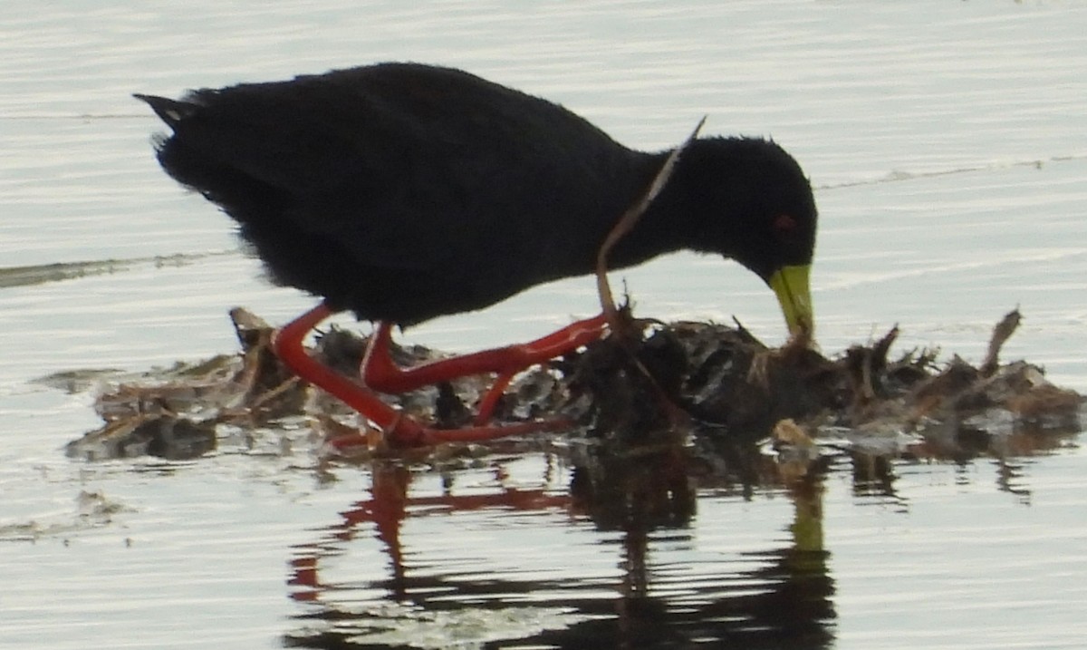 Polluela Negra Africana - ML614711677