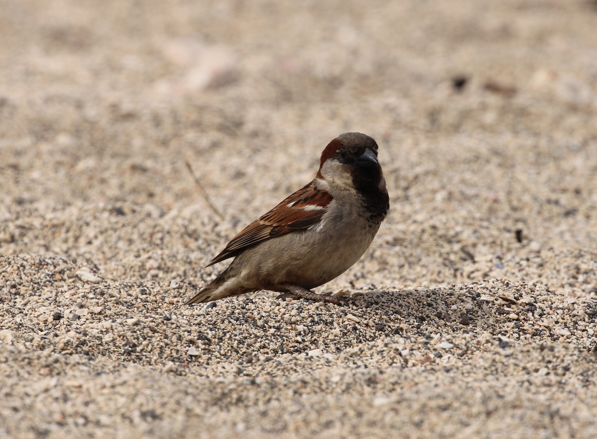 House Sparrow - ML614711714