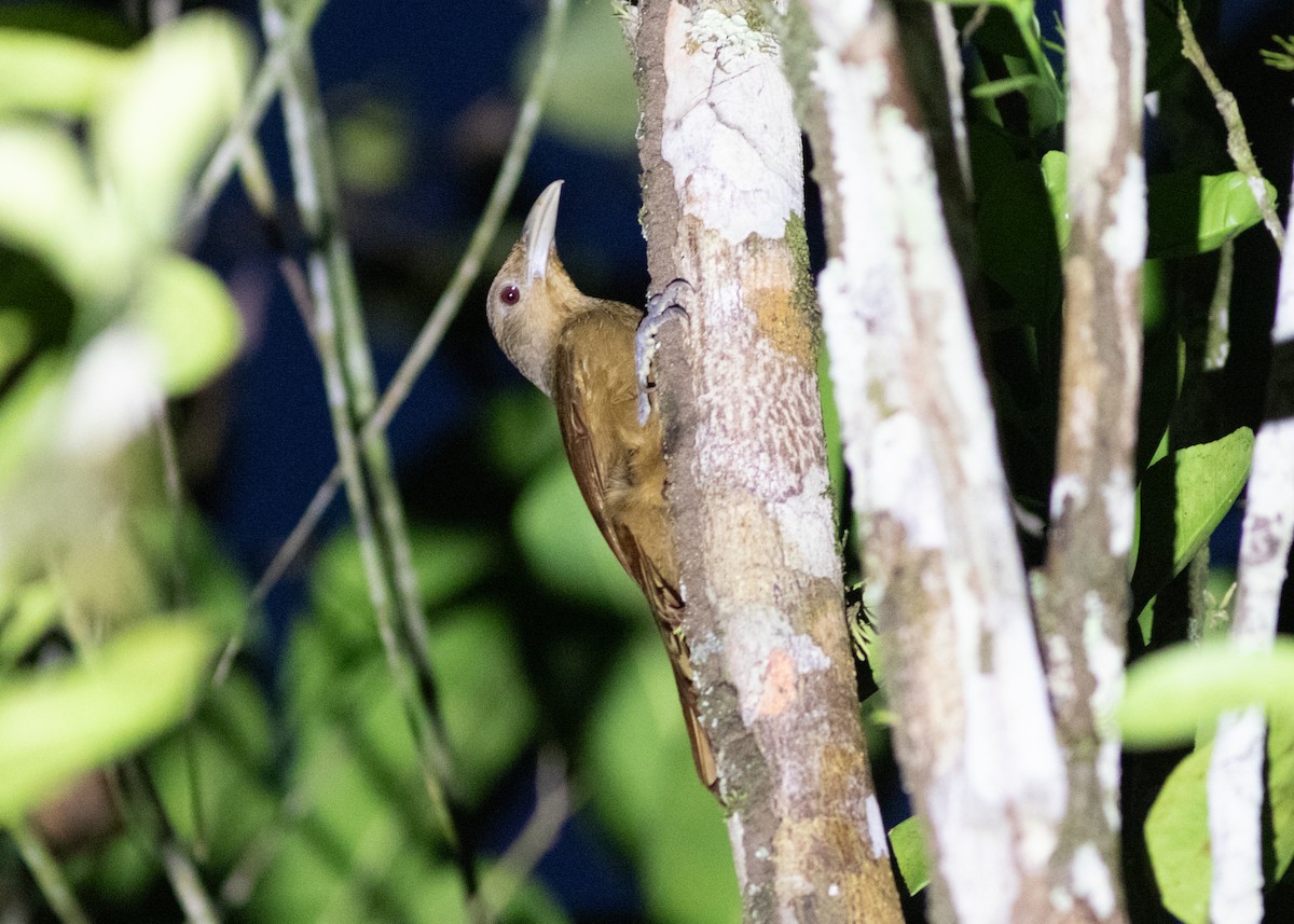 Cinnamon-throated Woodcreeper (devillei) - ML614711721