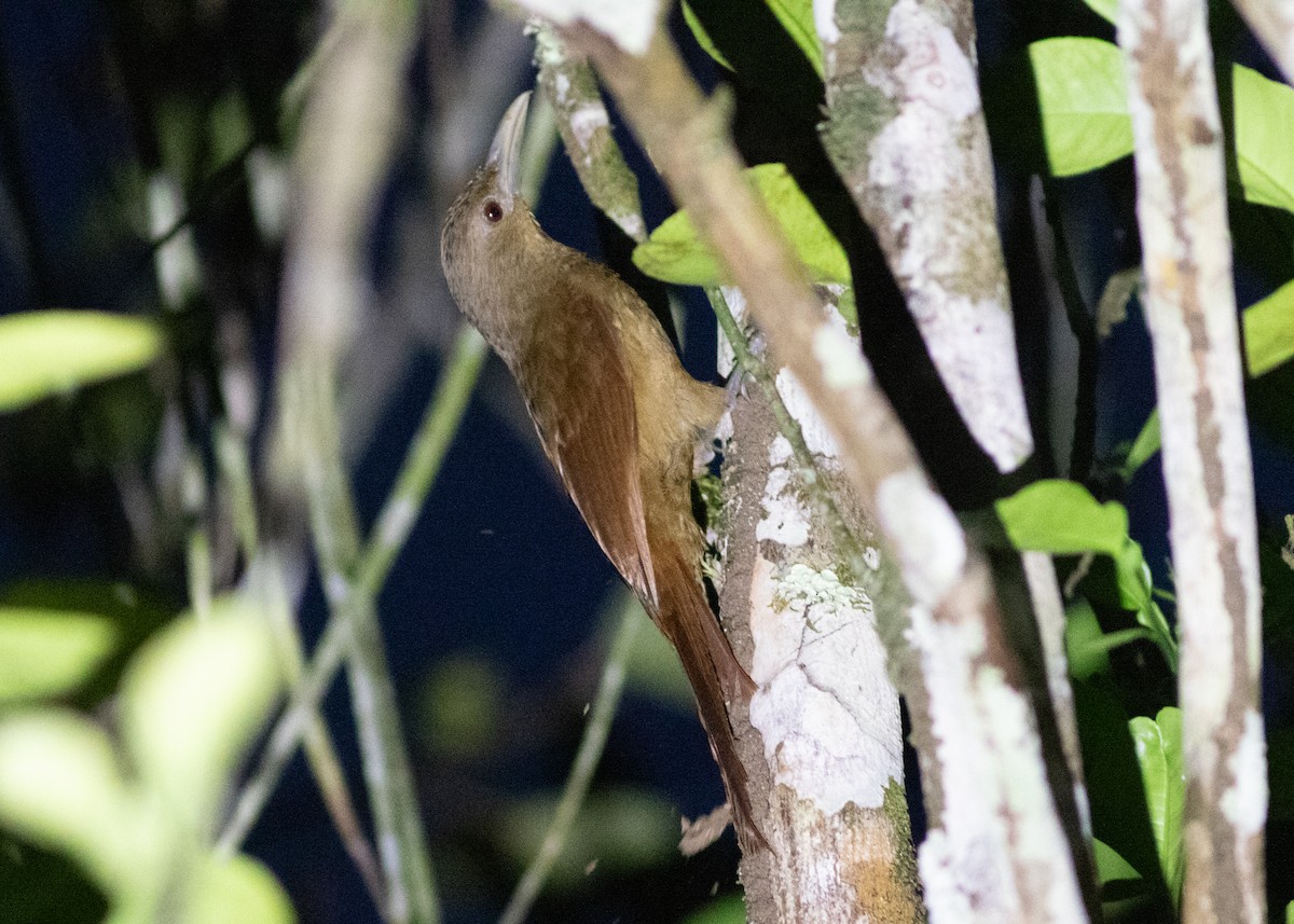 Cinnamon-throated Woodcreeper (devillei) - ML614711722