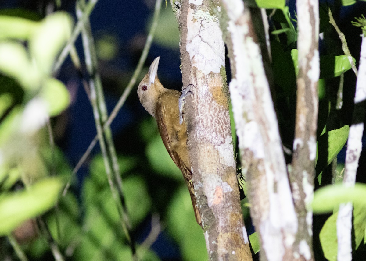 Cinnamon-throated Woodcreeper (devillei) - ML614711723