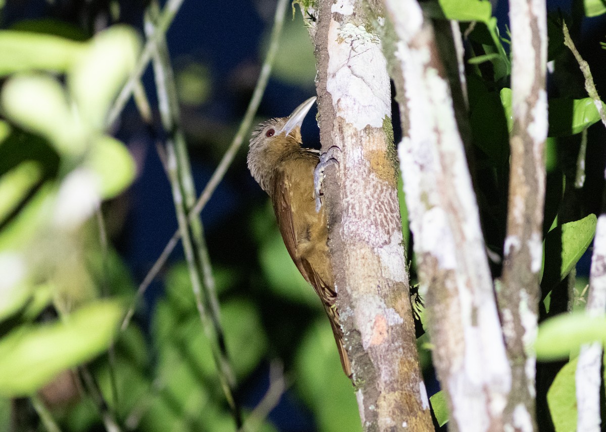 Cinnamon-throated Woodcreeper (devillei) - ML614711724