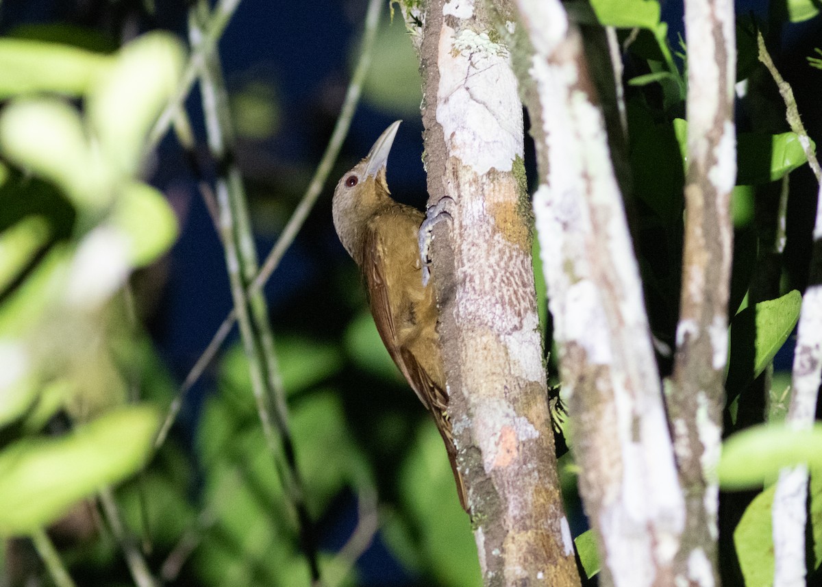 Cinnamon-throated Woodcreeper (devillei) - ML614711725