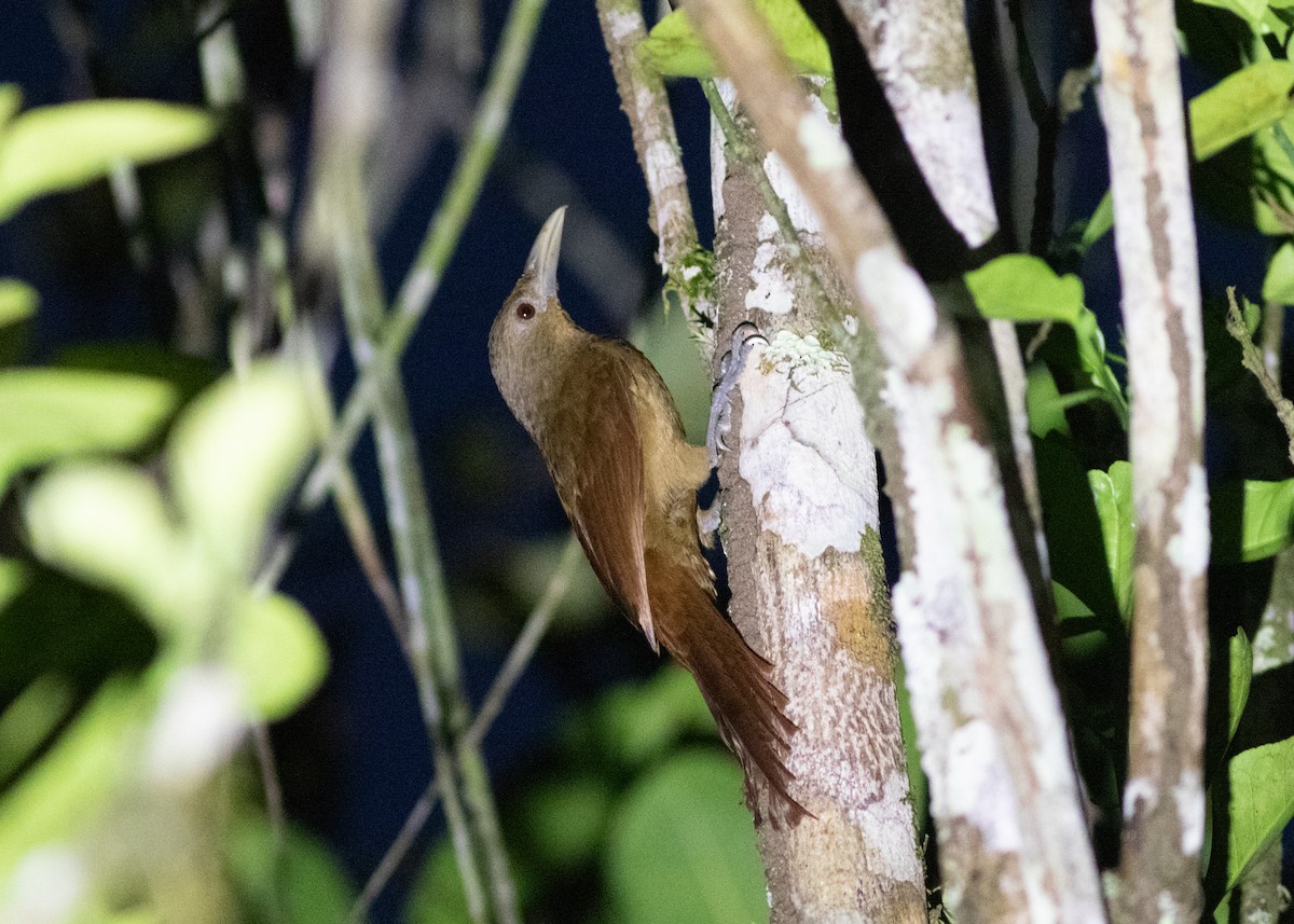 Cinnamon-throated Woodcreeper (devillei) - ML614711726