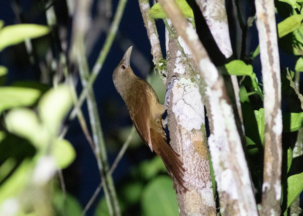 Cinnamon-throated Woodcreeper (devillei) - Silvia Faustino Linhares