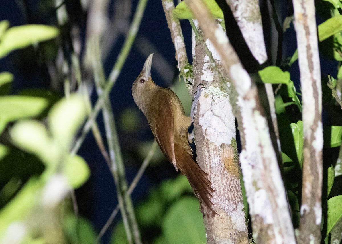 Cinnamon-throated Woodcreeper (devillei) - ML614711729