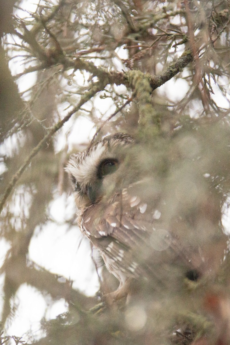 Northern Saw-whet Owl - ML614711741