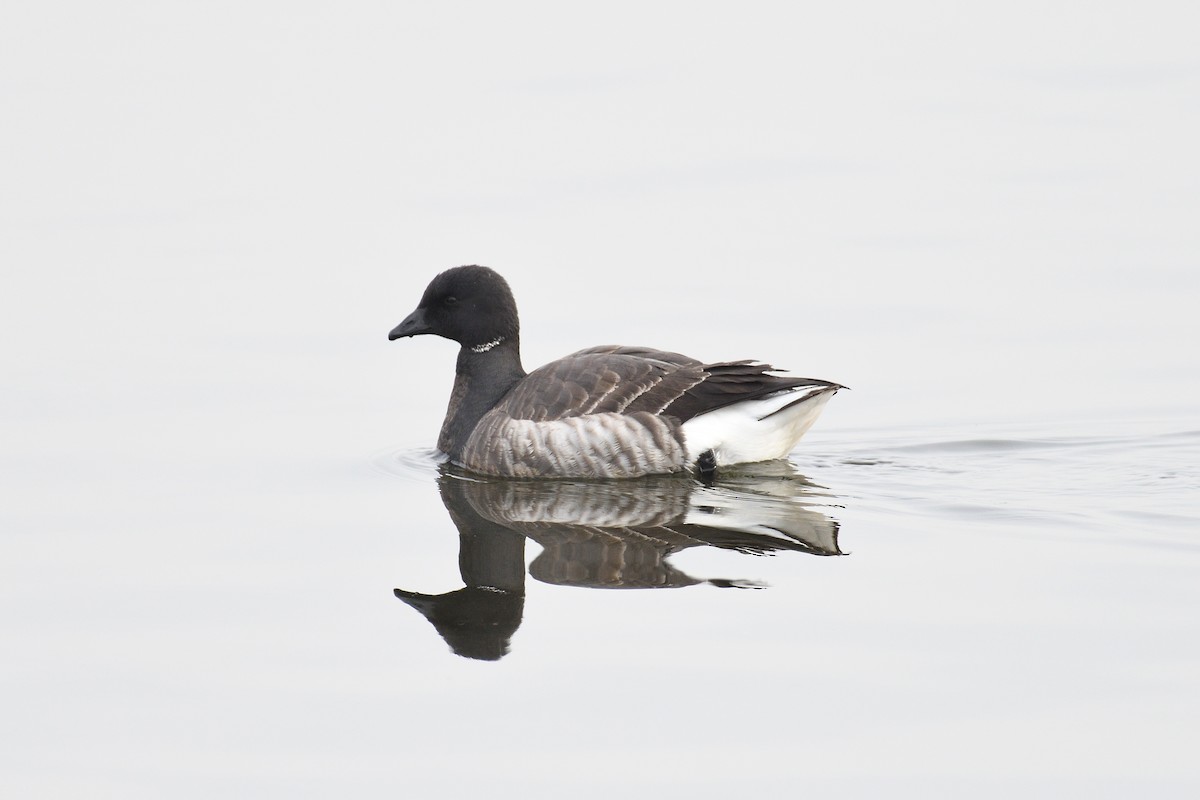 Brant (Atlantic) - ML614711764