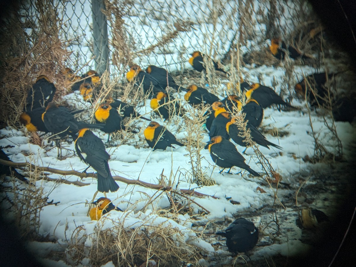 Yellow-headed Blackbird - ML614711766