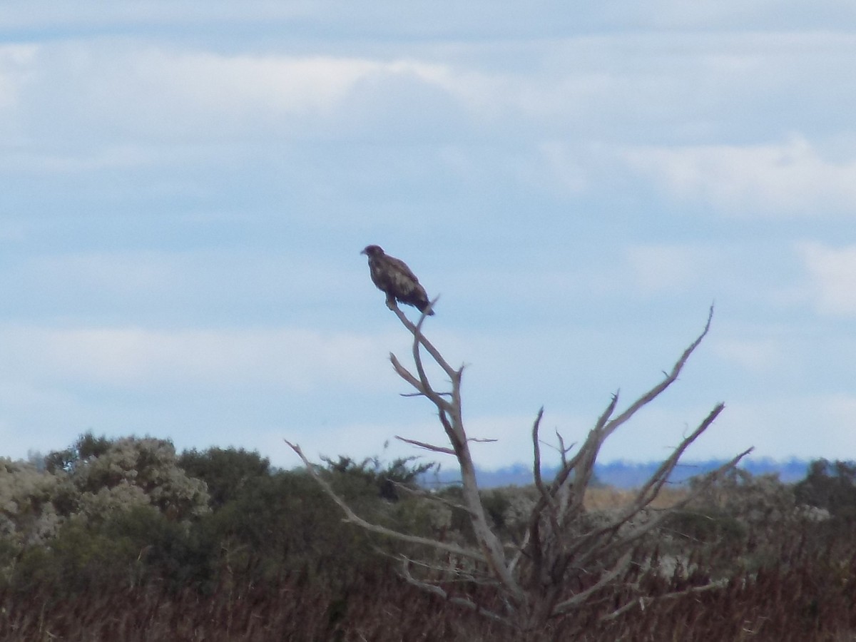 Bald Eagle - ML614711844