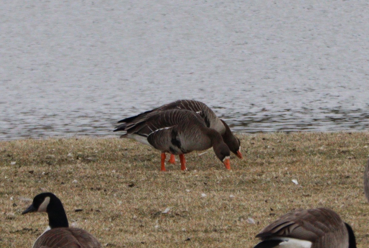 Greater White-fronted Goose - ML614711849