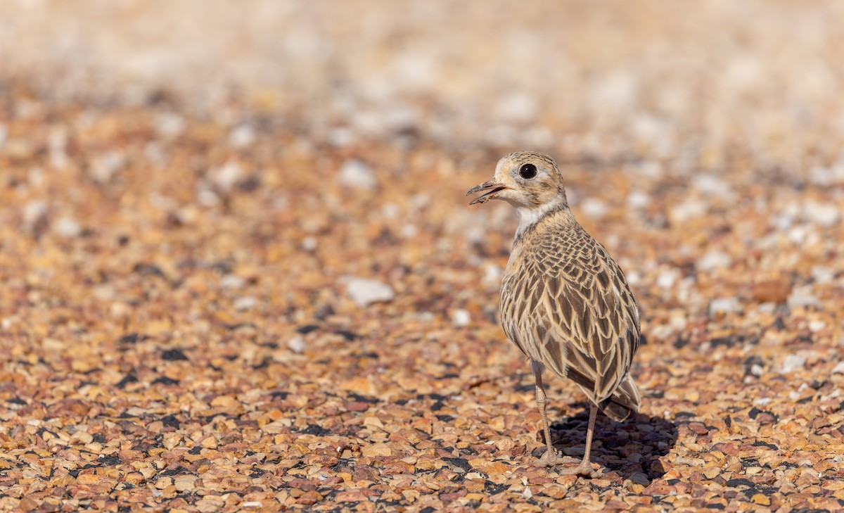 Inland Dotterel - ML614711869