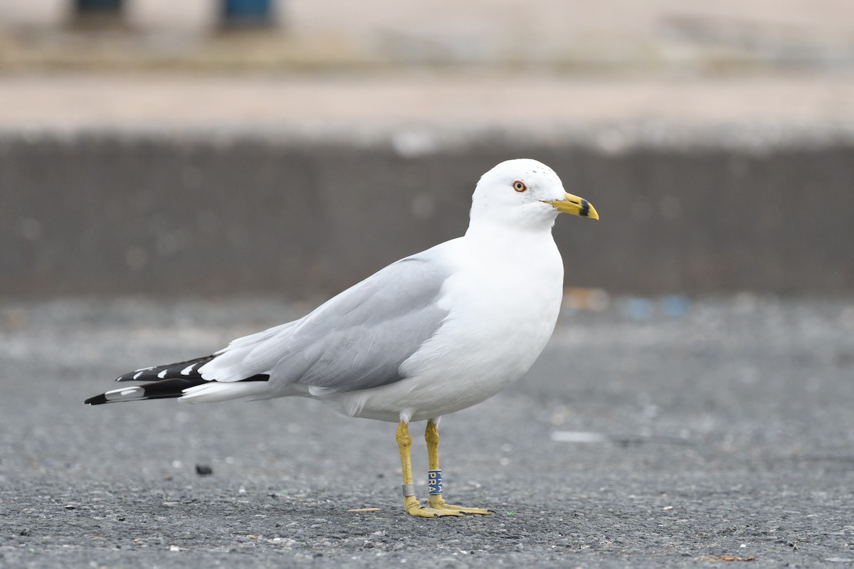 Ring-billed Gull - ML614711886