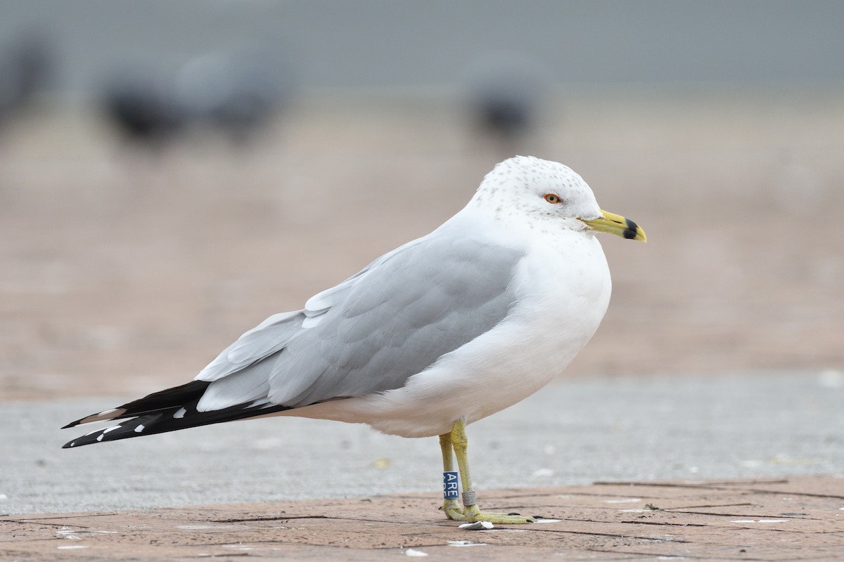 Ring-billed Gull - ML614711888