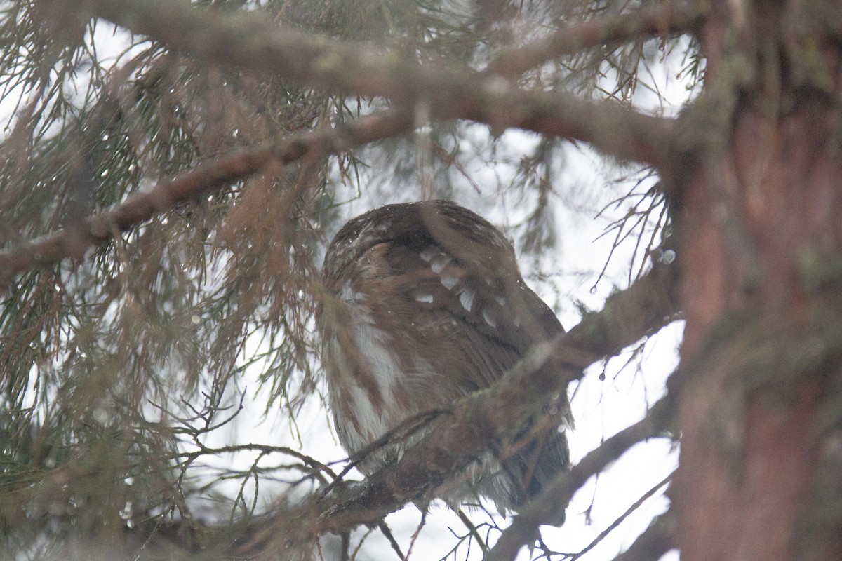 Northern Saw-whet Owl - ML614711893