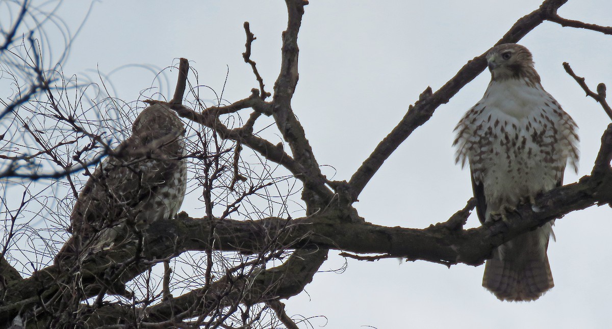 Red-tailed Hawk - ML614711912