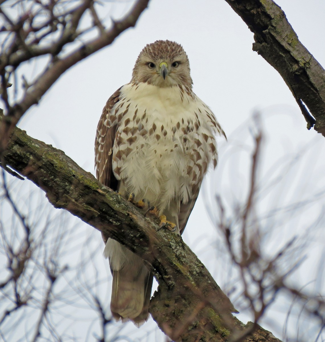 Red-tailed Hawk - ML614711922