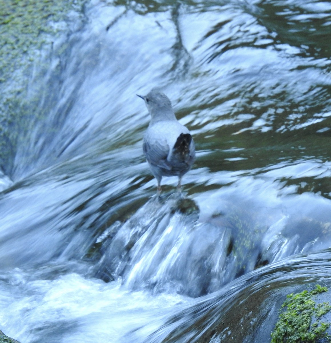 American Dipper - ML614711941