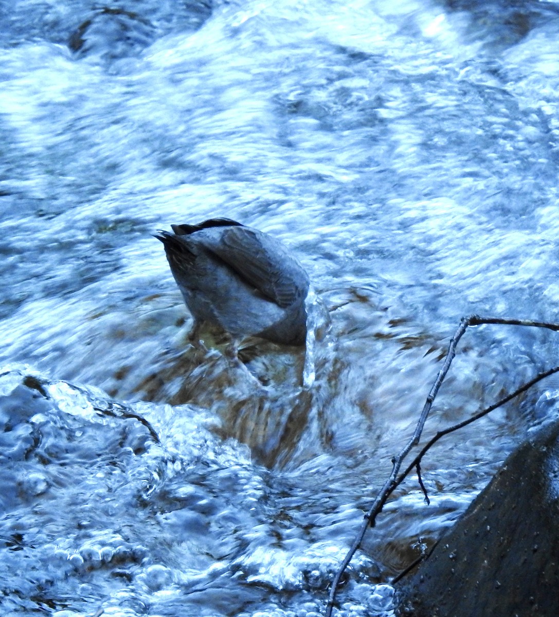 American Dipper - ML614711942