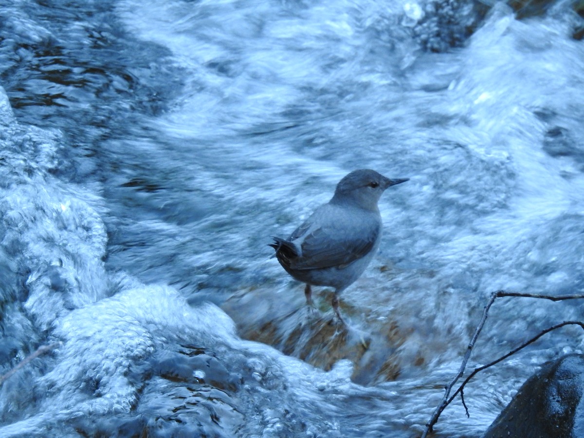 American Dipper - ML614711943