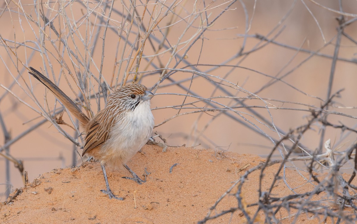 Eyrean Grasswren - ML614711947