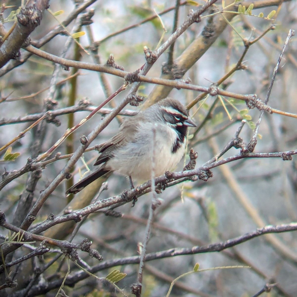 Black-throated Sparrow - ML614711956