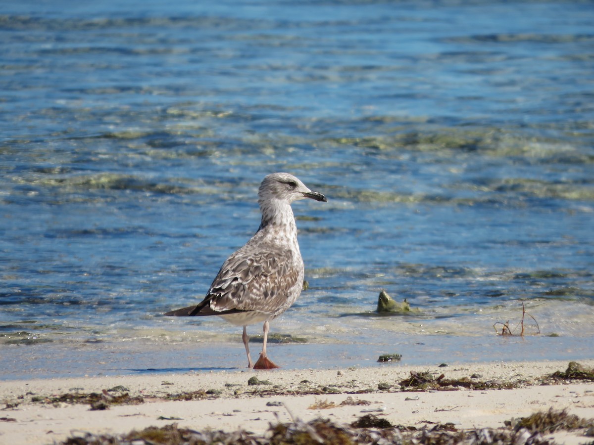 Lesser Black-backed Gull - ML614711959