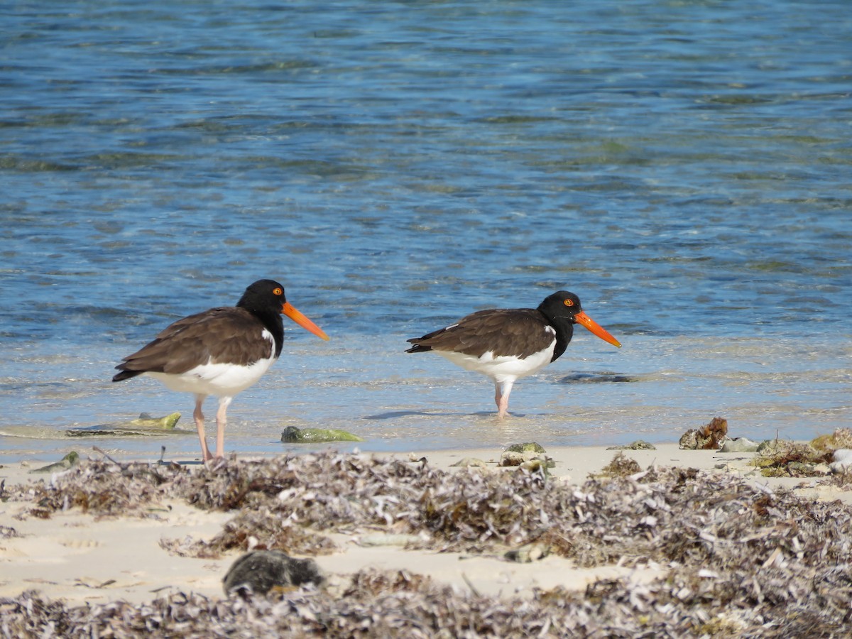 American Oystercatcher - ML614711983