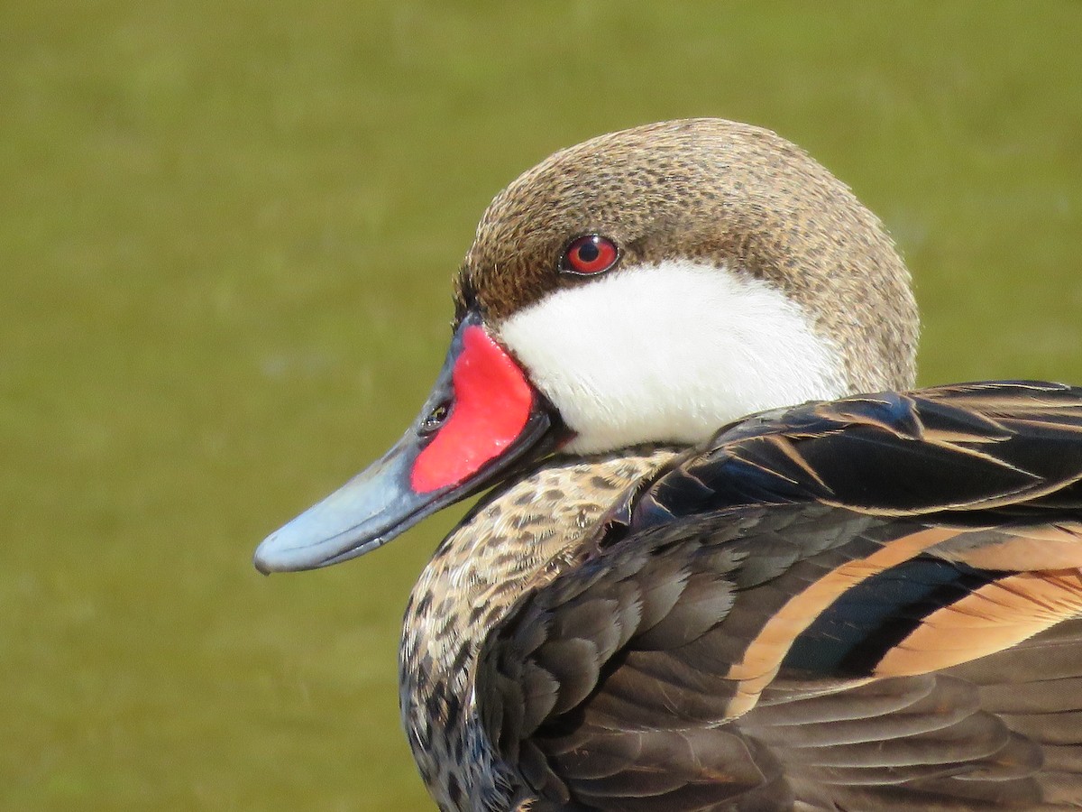 White-cheeked Pintail - ML614712014