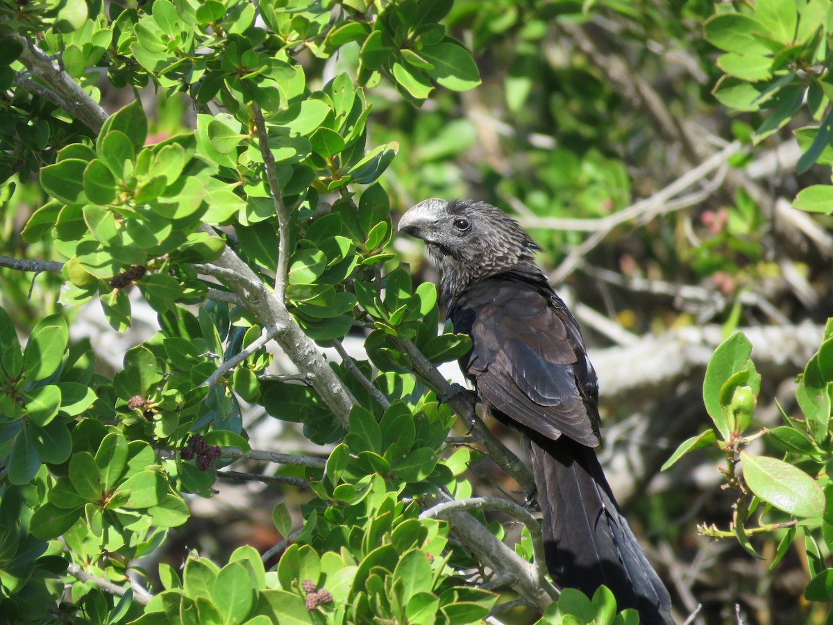 Smooth-billed Ani - ML614712023