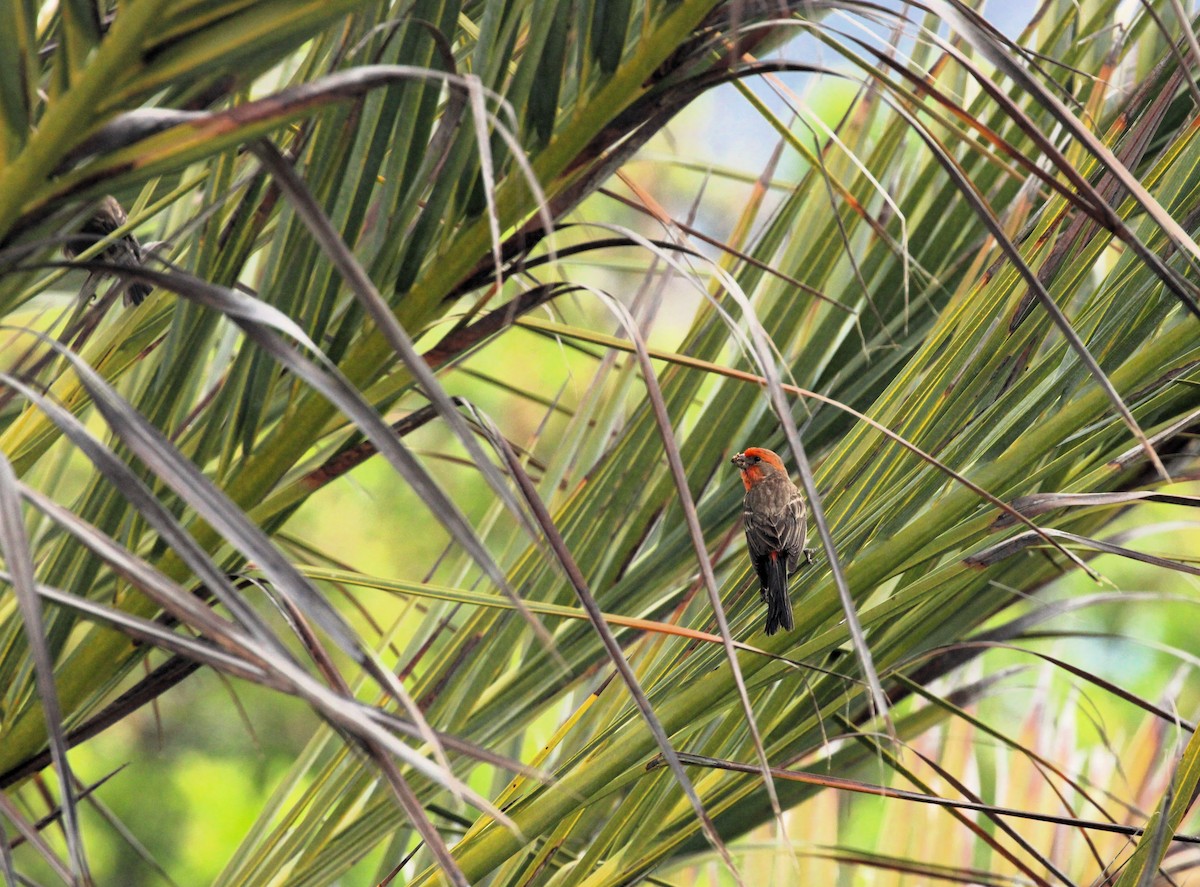 House Finch - ML614712035