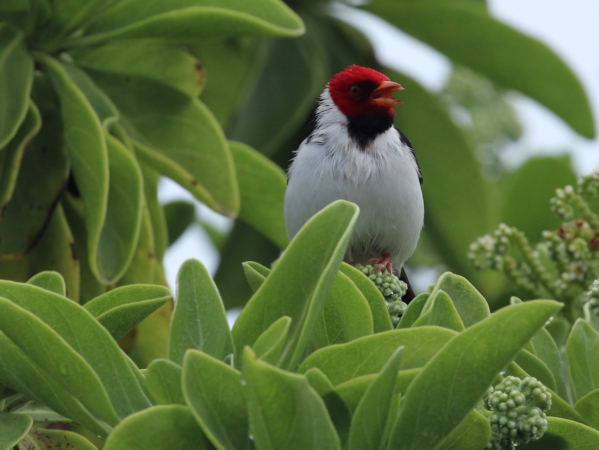 Yellow-billed Cardinal - ML614712038