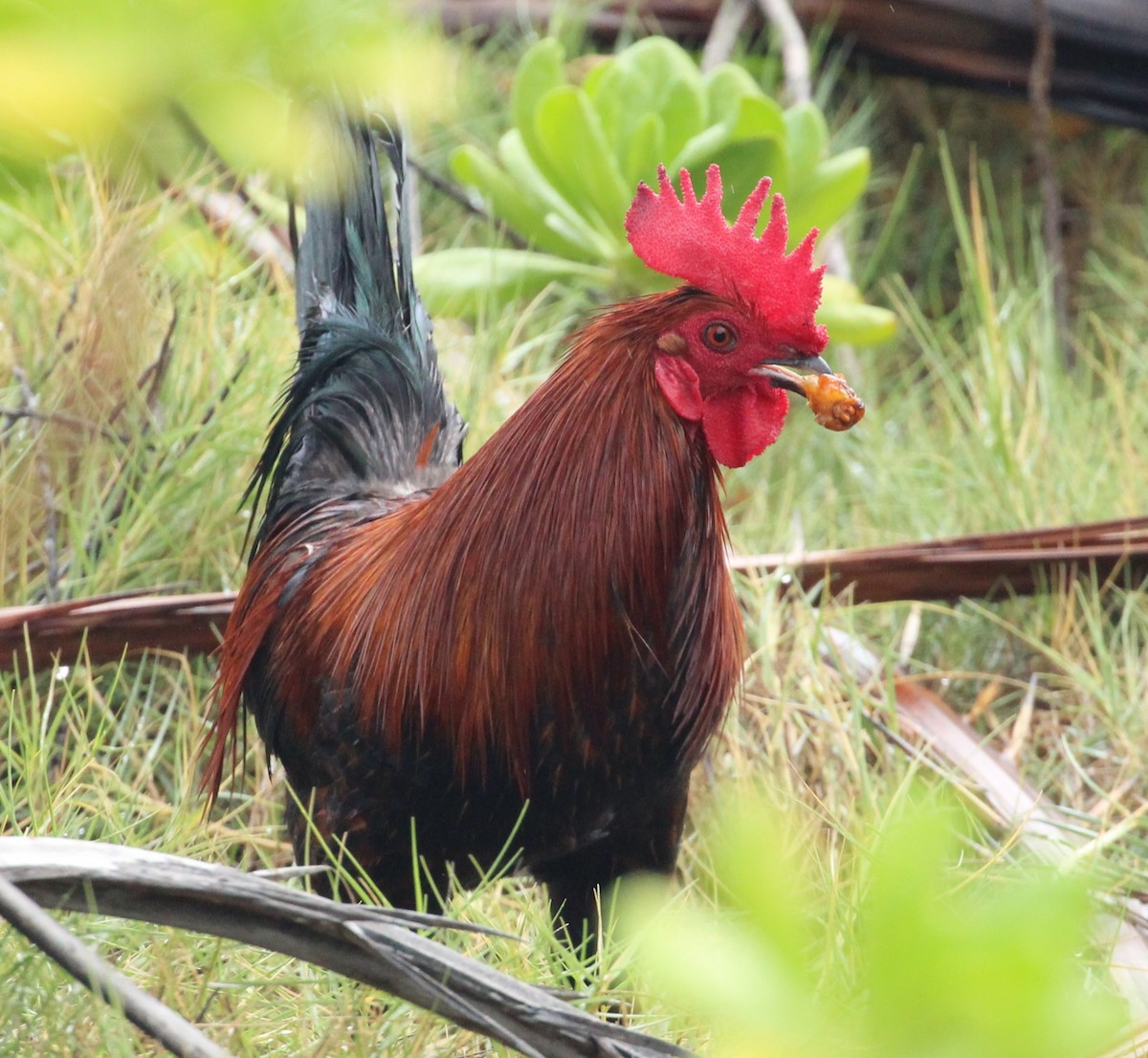 Red Junglefowl (Domestic type) - ML614712048