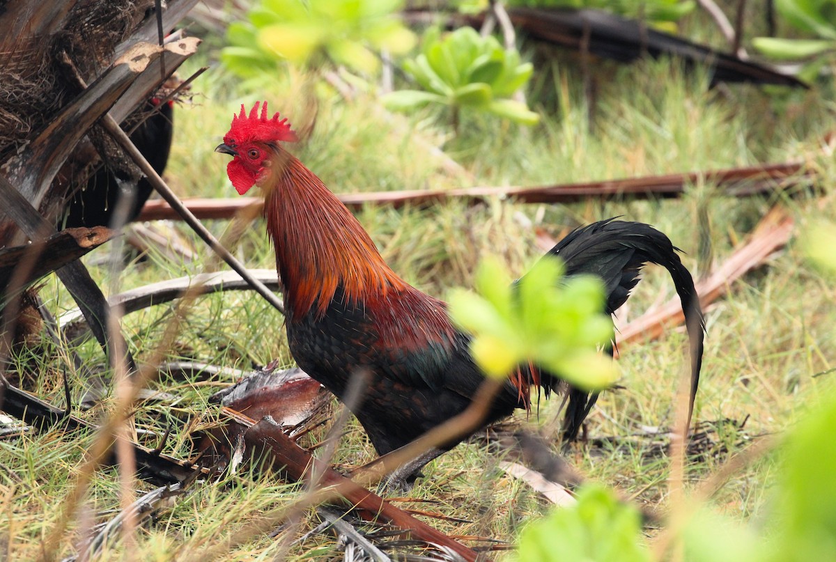 Red Junglefowl (Domestic type) - ML614712049