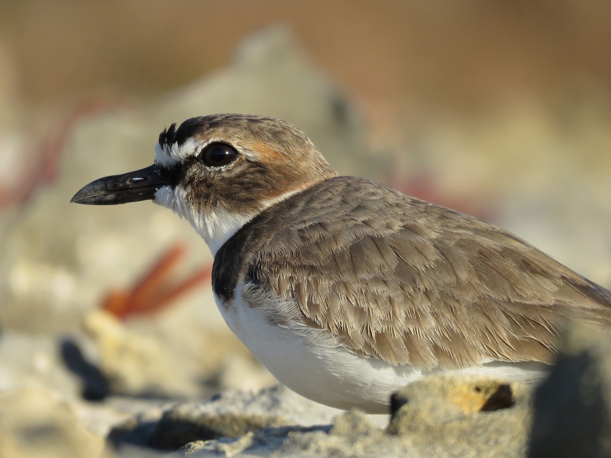 Wilson's Plover - ML614712074