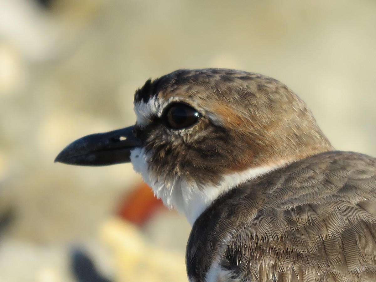 Wilson's Plover - ML614712094