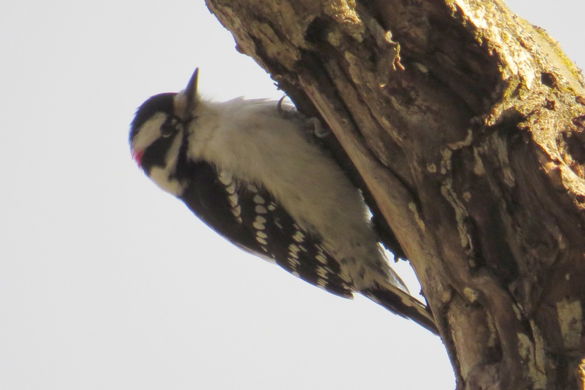 Downy Woodpecker - ML614712124