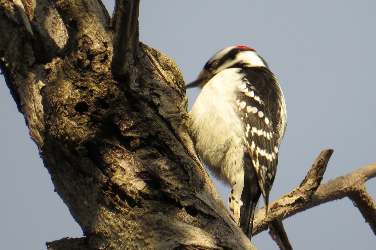 Downy Woodpecker - ML614712125