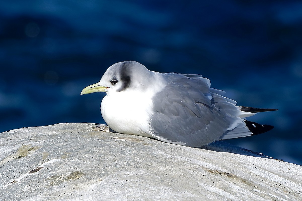 Mouette tridactyle - ML614712127