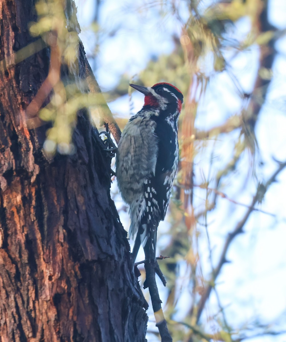 Red-naped Sapsucker - Jill Casperson