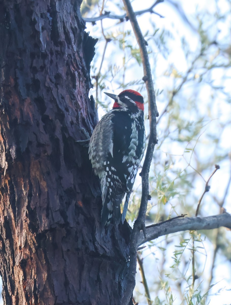 Red-naped Sapsucker - ML614712173