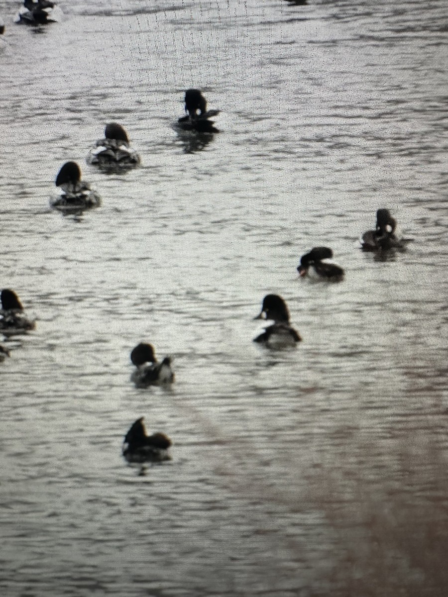 Barrow's Goldeneye - ML614712179