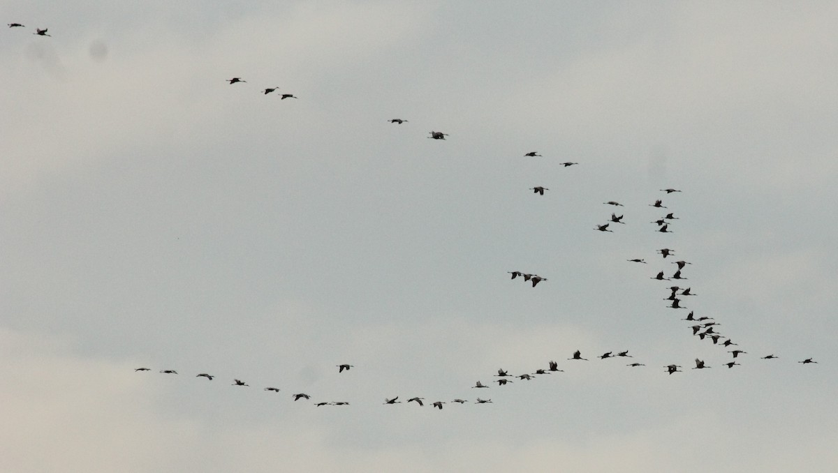 Sandhill Crane - ML614712208